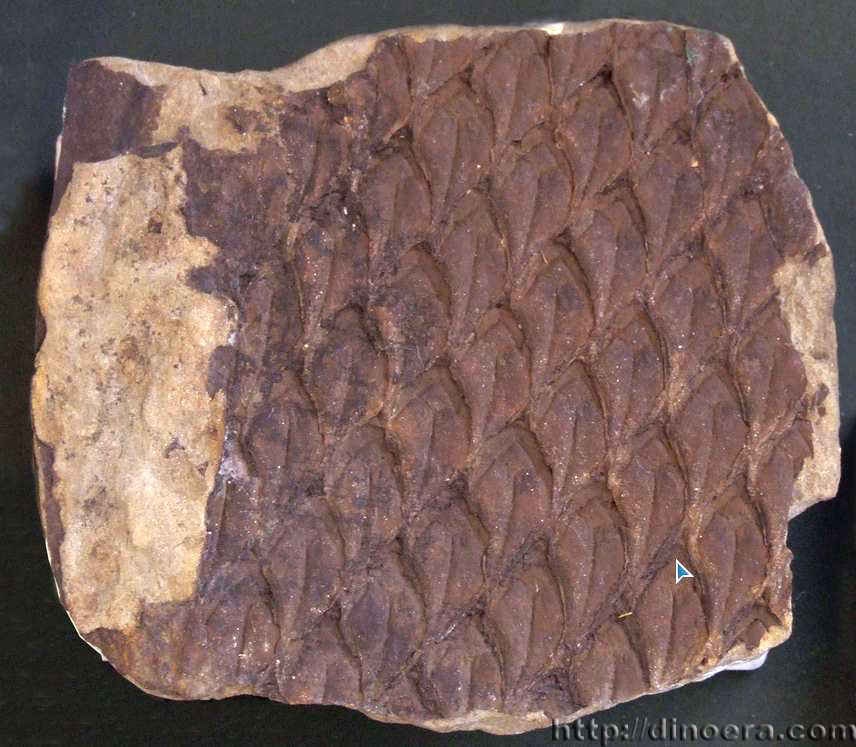 Lepidodendron aculeatum