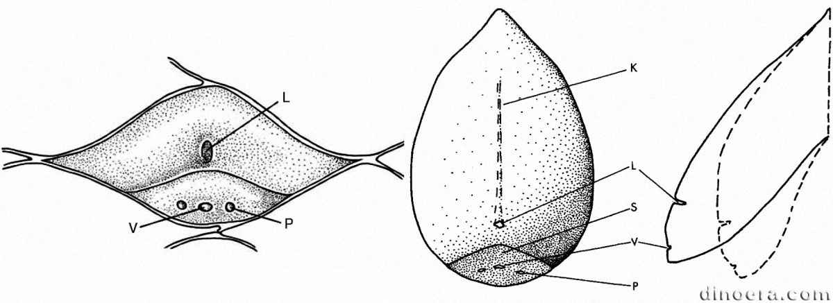 Lepidophloios Lepidophloios 01-02 leaf base cc