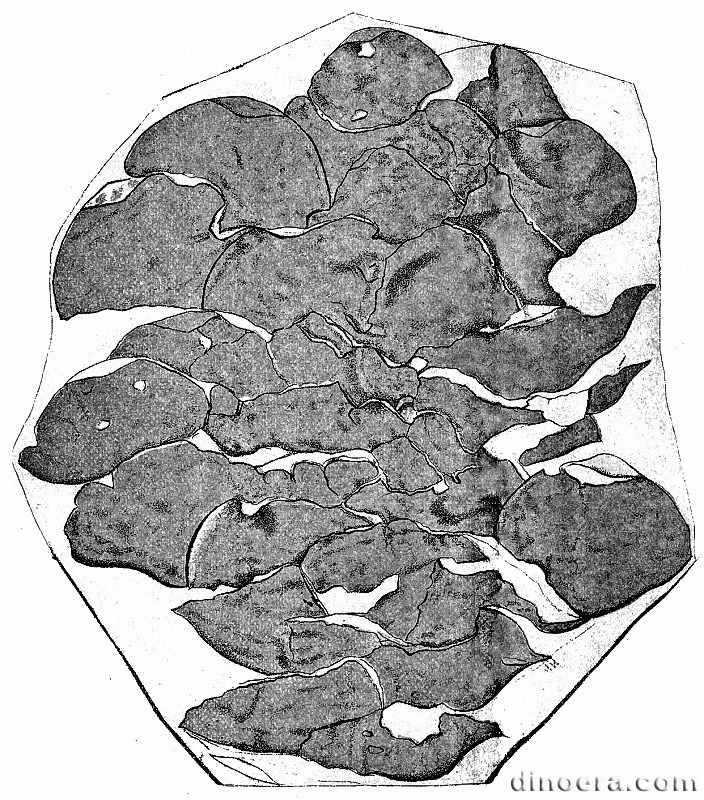 Lepidophloios auriculatus Lepidophloios auriculatus 01 cc