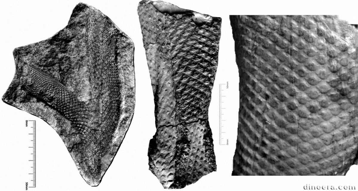 Lepidophloios laricinus Lepidophloios laricinus 05-06-11 cc