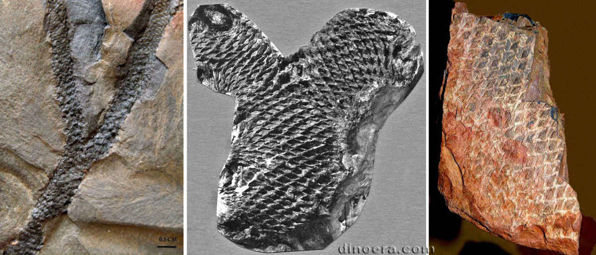 Lepidophloios laricinus Lepidophloios laricinus 12-15-23 cc