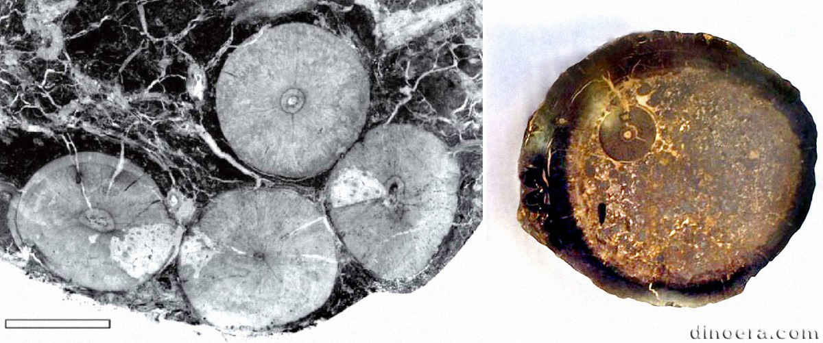 Lepidophloios wuenschianus Lepidophloios wuenschianus 01-02 cc