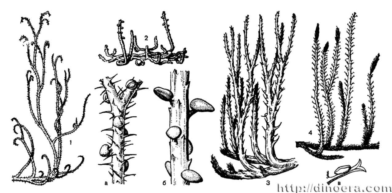 Lycopodiophyta extinct
