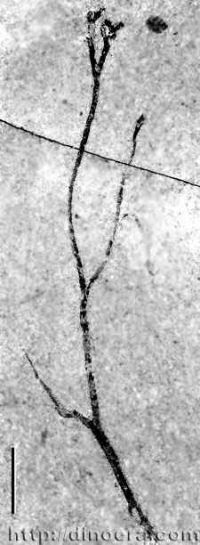 Macivera gracilis