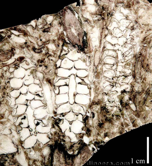 Mazocarpon oedipternum 03 cc