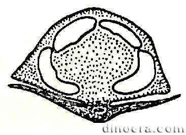 Mazocarpon oedipternum 05 cc