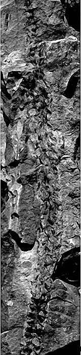 Nudasporestrobus ningxicus 03 cc