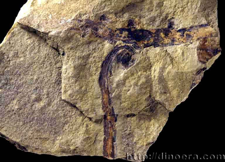 Oricilla bilinearis01