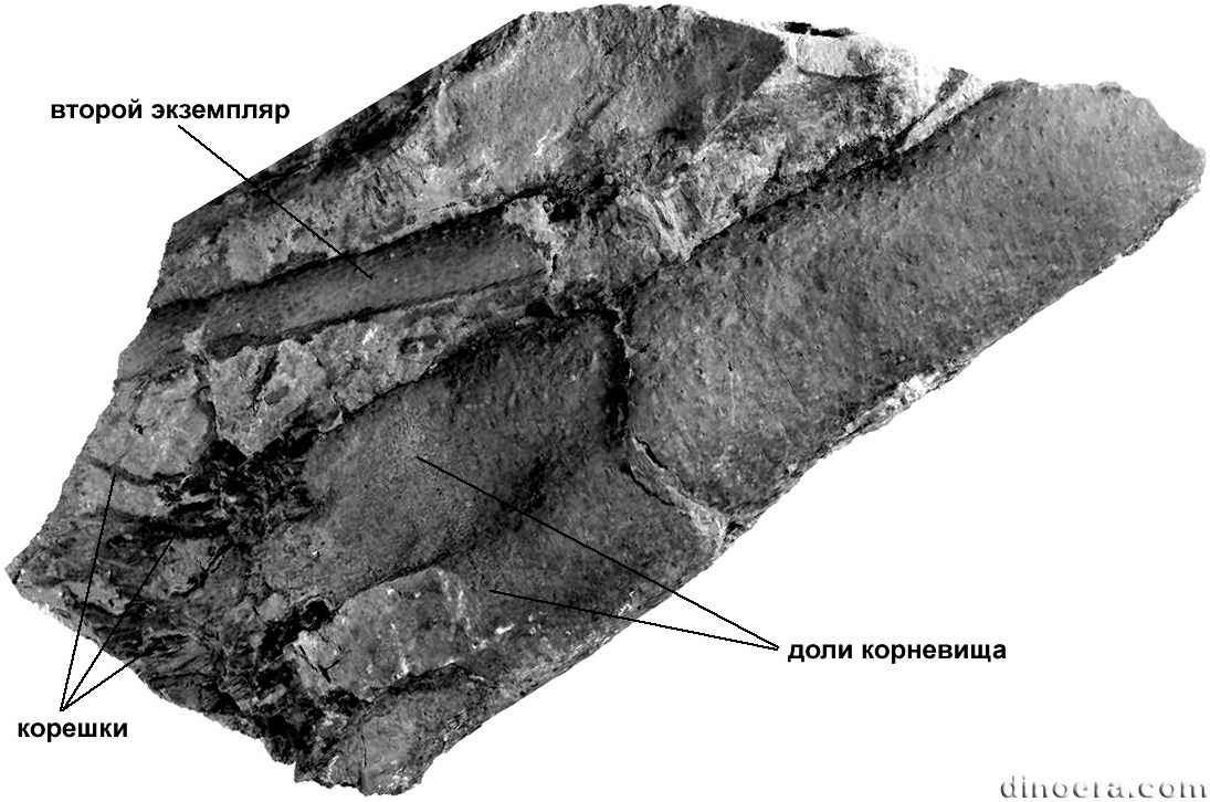Otzinachsonia beerboweri 01