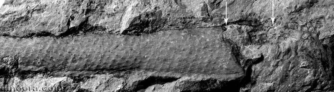 Otzinachsonia beerboweri 02 cc