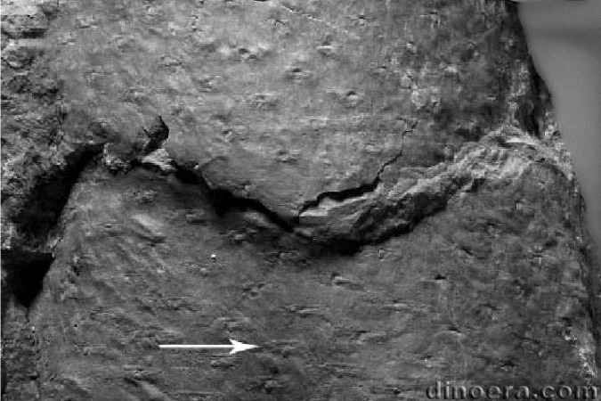 Otzinachsonia beerboweri 03 cc