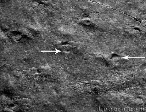 Otzinachsonia beerboweri 04 cc