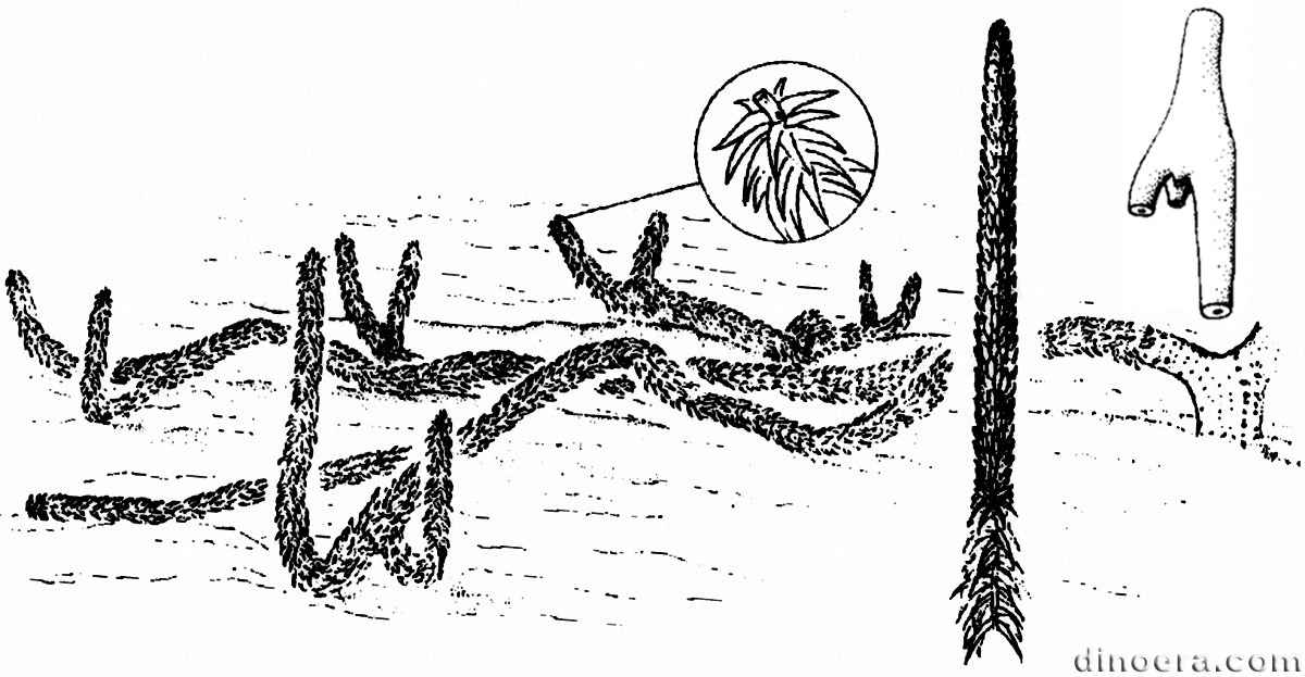 Oxroadia gracilis 01-02 cc