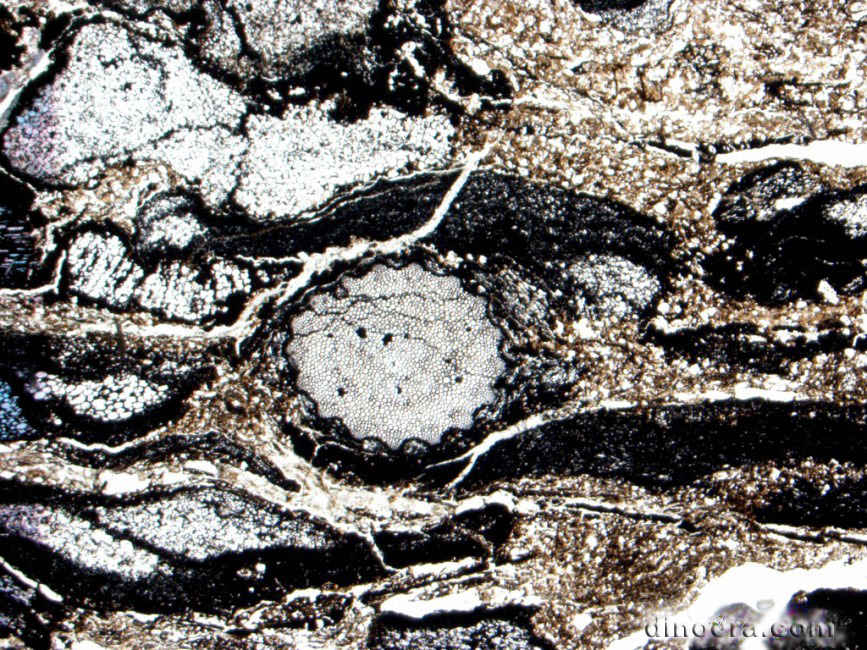 Oxroadia gracilis 03 cc