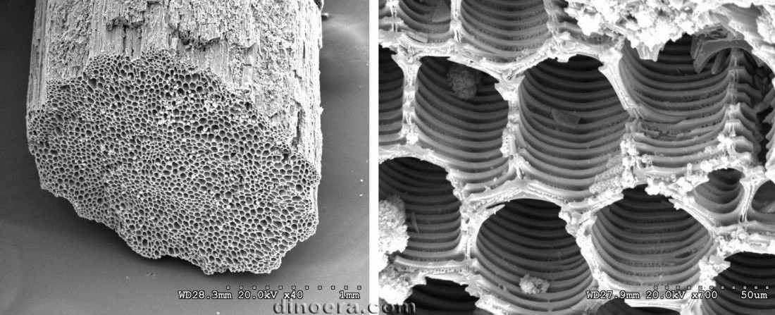 Oxroadia gracilis 04-05 cc