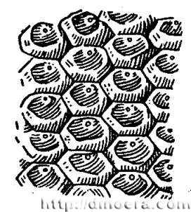 Paichoia tschernovii