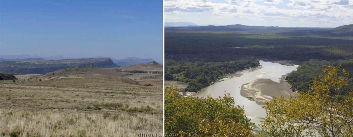 Pareiasuchus nasicornis