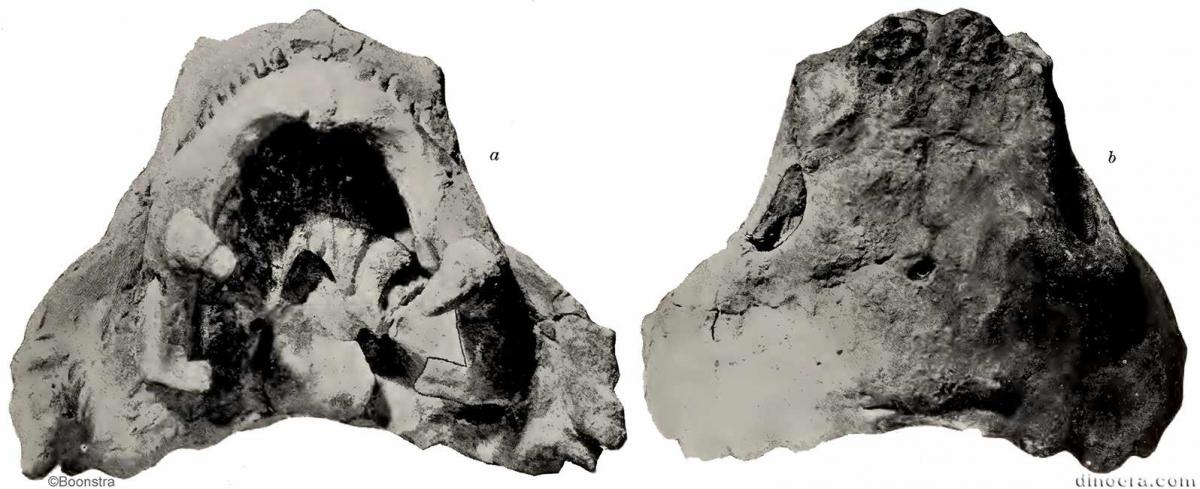 Pareiasuchus nasicornis