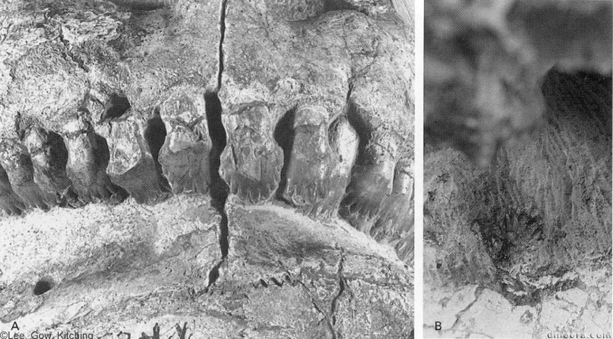 Pareiasuchus nasicornis