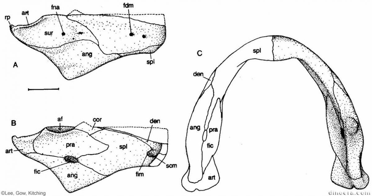 Pareiasuchus nasicornis