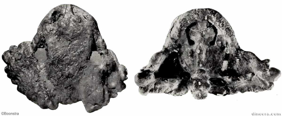 Pareiasuchus peringueyi