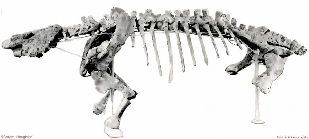 Pareiasuchus peringueyi