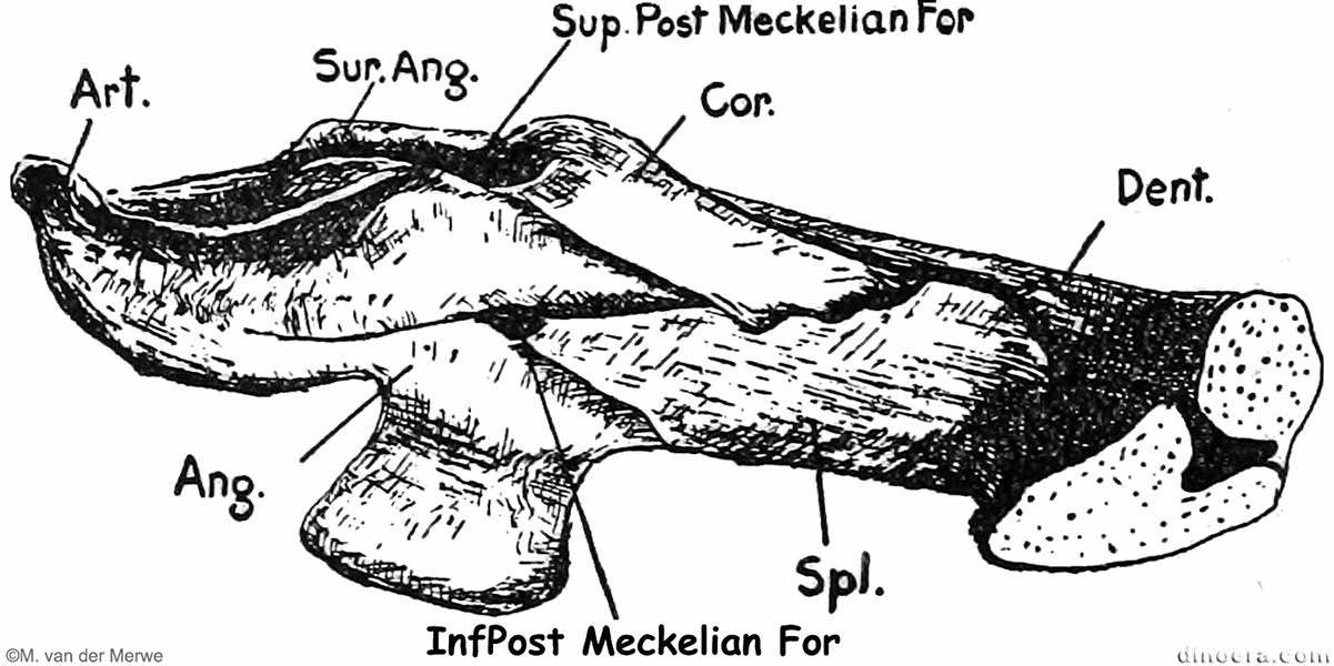 Pareiasuchus peringueyi