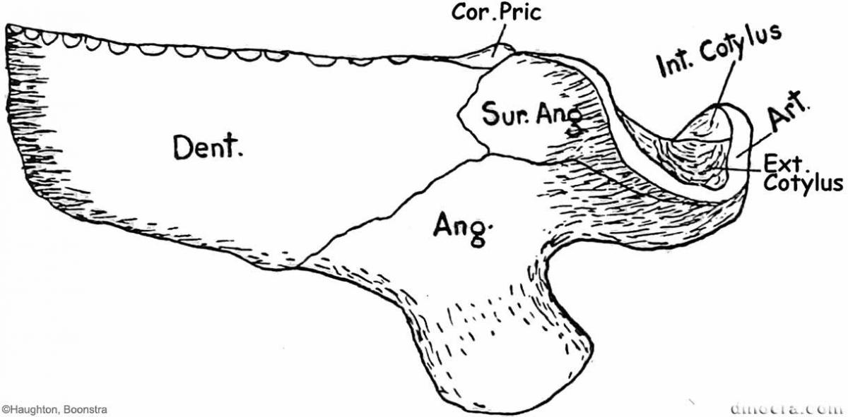 Pareiasuchus peringueyi