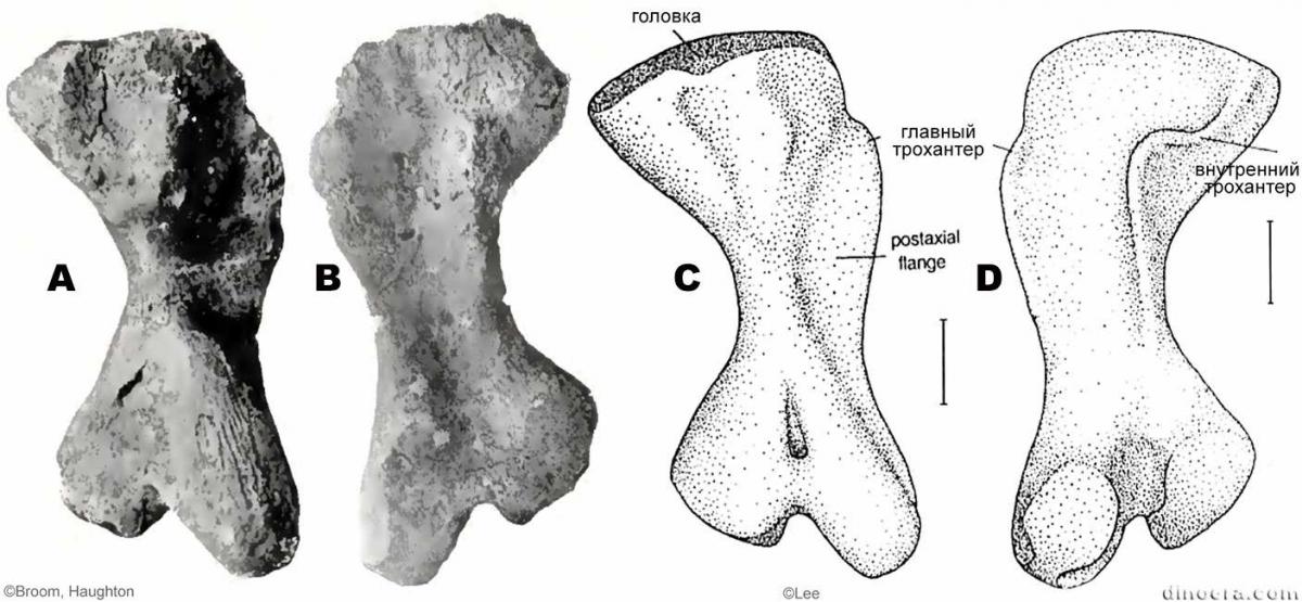 Pareiasuchus peringueyi