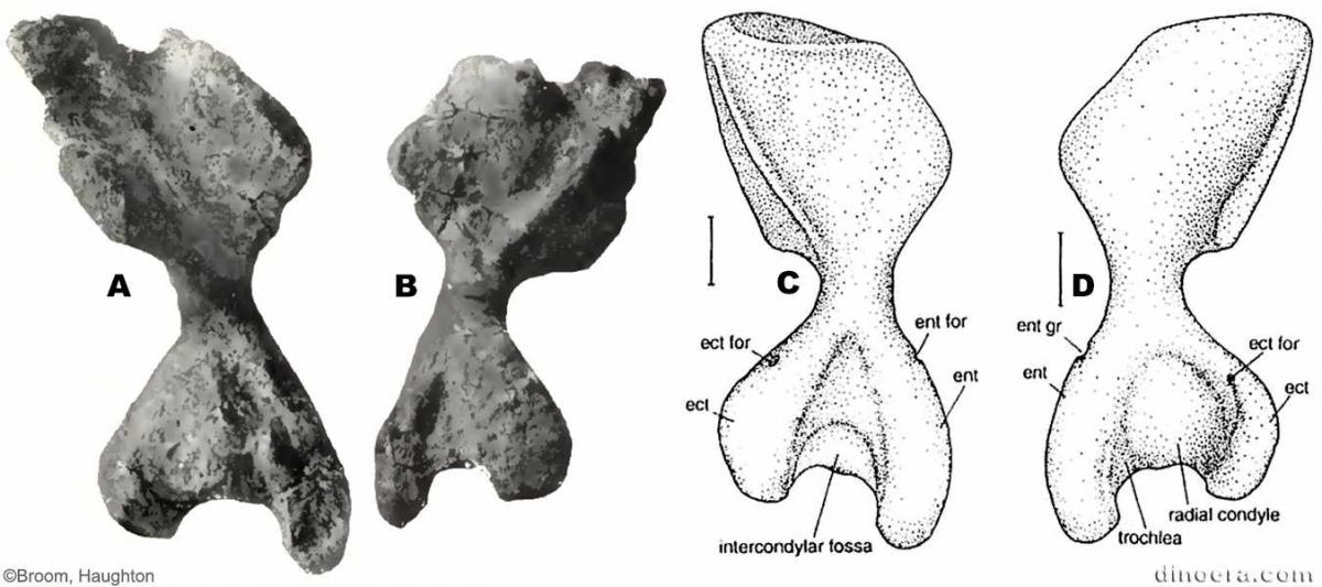 Pareiasuchus peringueyi
