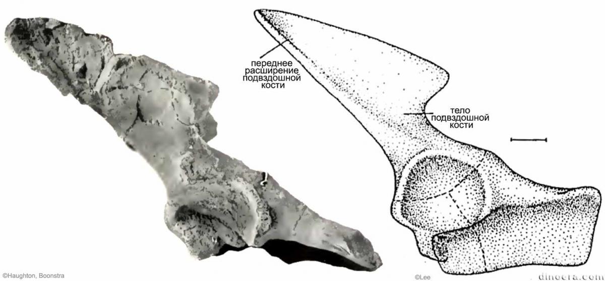 Pareiasuchus peringueyi