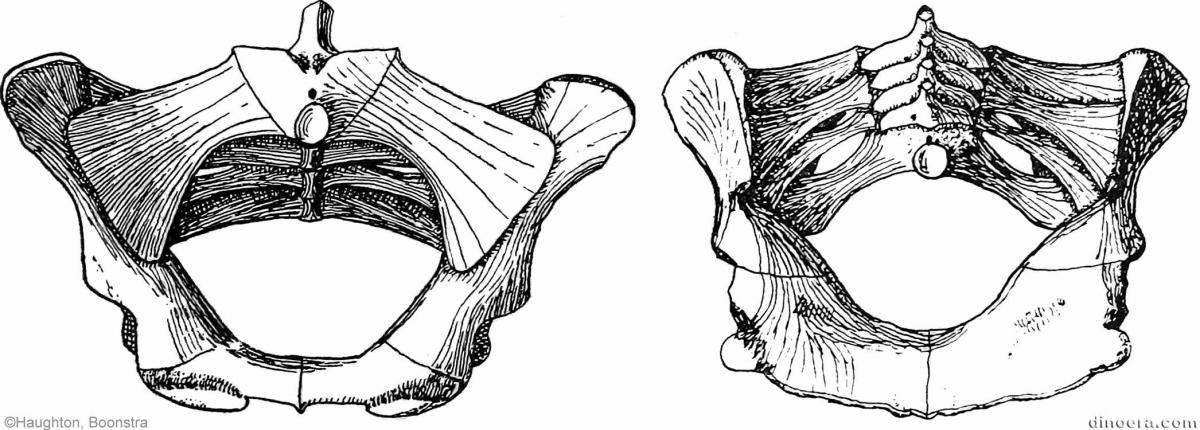 Pareiasuchus peringueyi