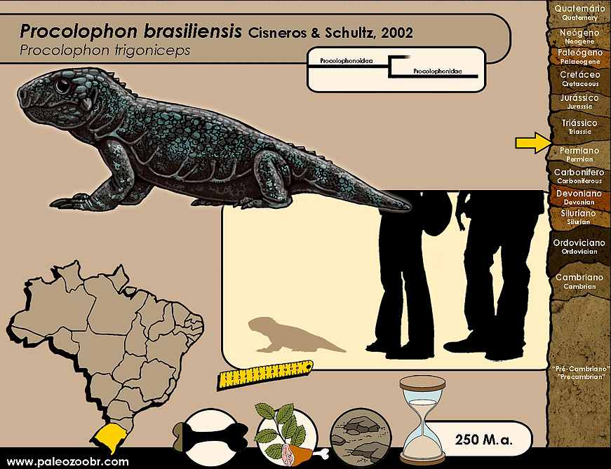 Procolophon brasiliensis