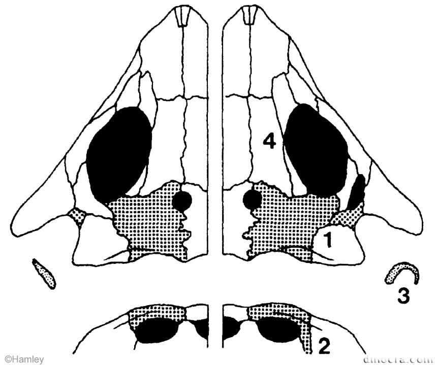 Procolophon laticeps & trigoniceps