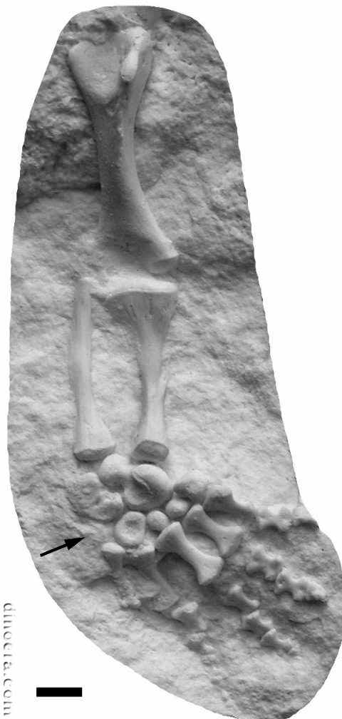 Procolophon trigoniceps