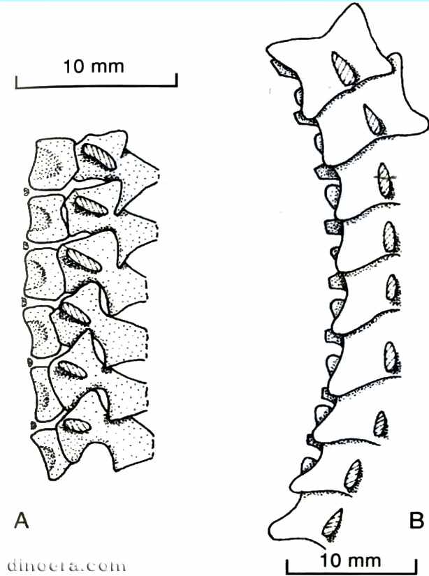Procolophon trigoniceps