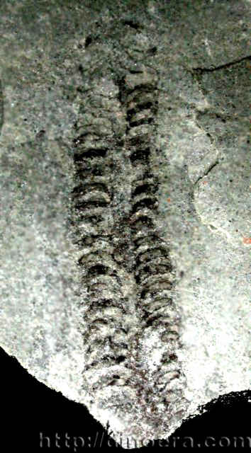 Protobarinophyton
