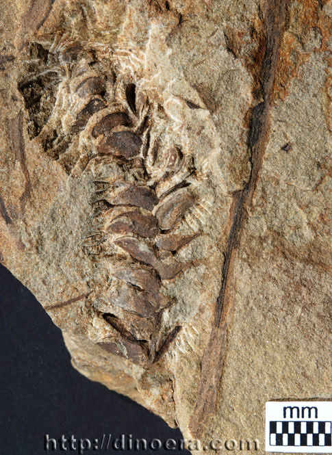 Protobarinophyton lindlarensis