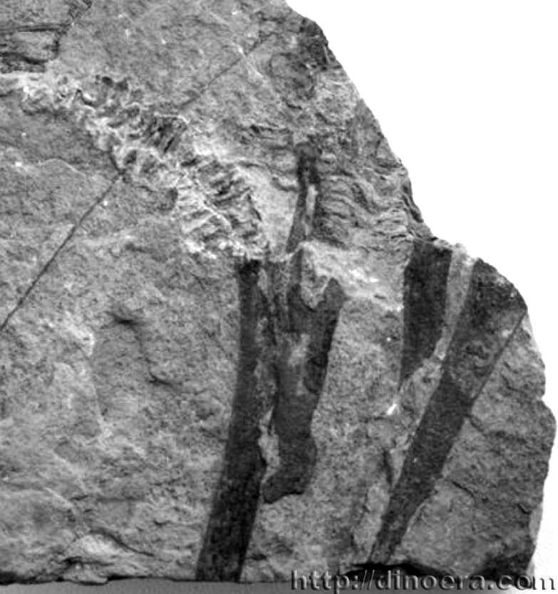 Protobarinophyton obruchevii