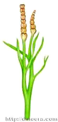 Rebuchia ovata