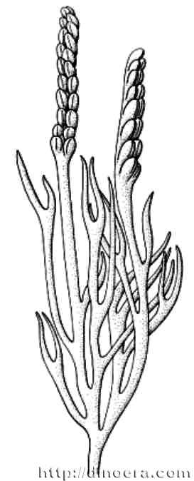 Rebuchia ovata