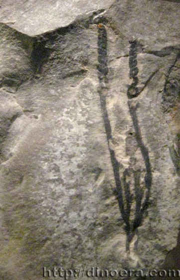 Rebuchia ovata