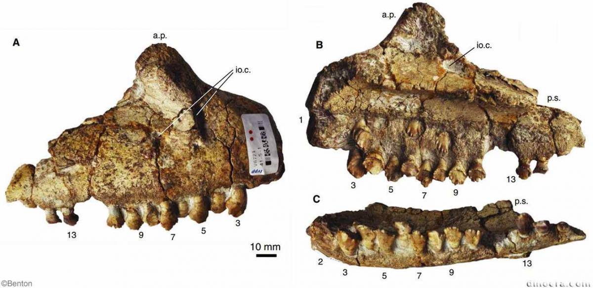 Sanchuansaurus pygmaeus