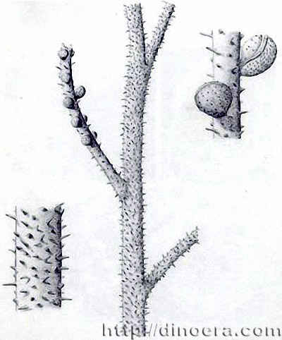 Sawdonia acanthotheca