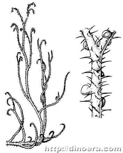 Sawdonia ornata