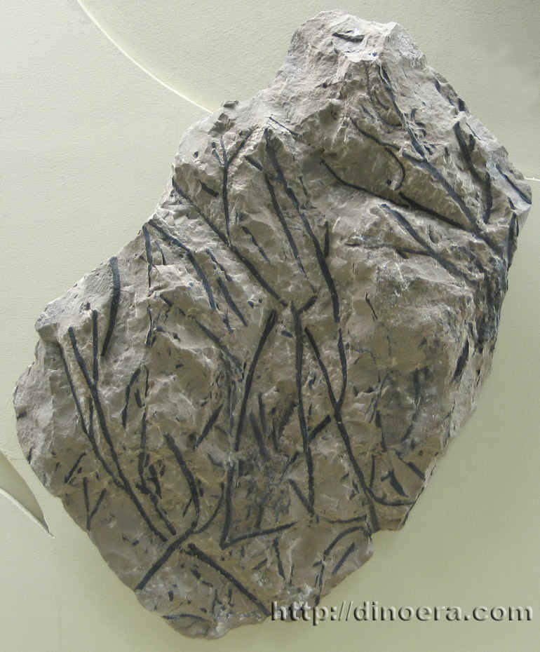 Sawdonia ornata