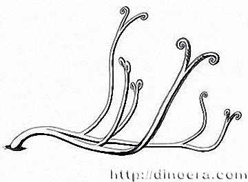 Serrulacaulis furcatus