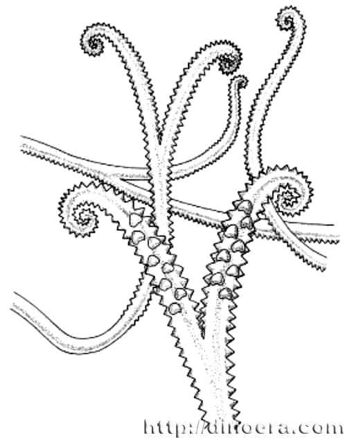 Serrulacaulis furcatus