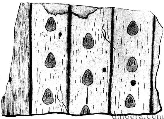 Sigillaria obovata 01 cc