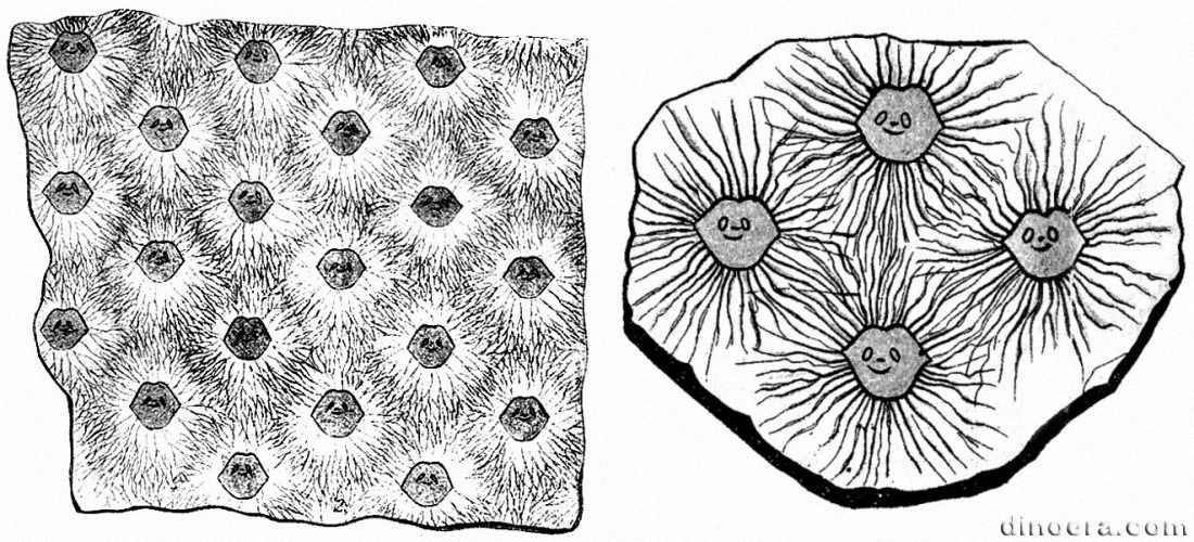 Sigillaria stellata 01-02 cc